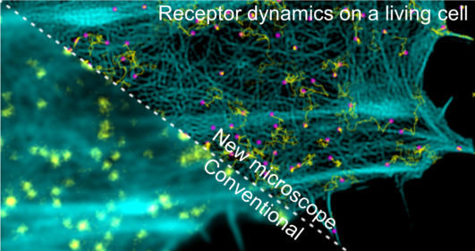 Two microscopic images of a cell divided by a diagonal line. The blurred area below the line is labelled ‘conventional’, the clear area above is labelled ‘new microscope’. At the top of the image it says ‘Receptor dynamics on a living cell’.