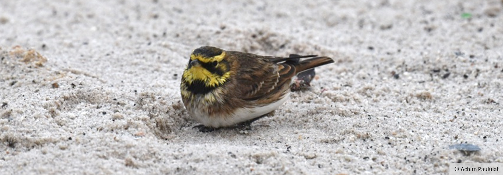 A bird with brown plumage, a yellow throat and a yellow stripe across its eyes sits in the sand.