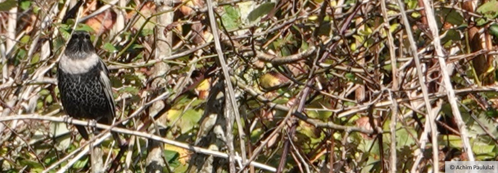 A dark bird with a light-coloured ring across its breast sits on a branch.