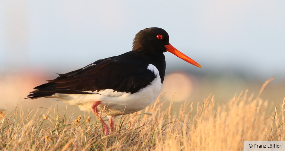 An oystercatcher on a dune