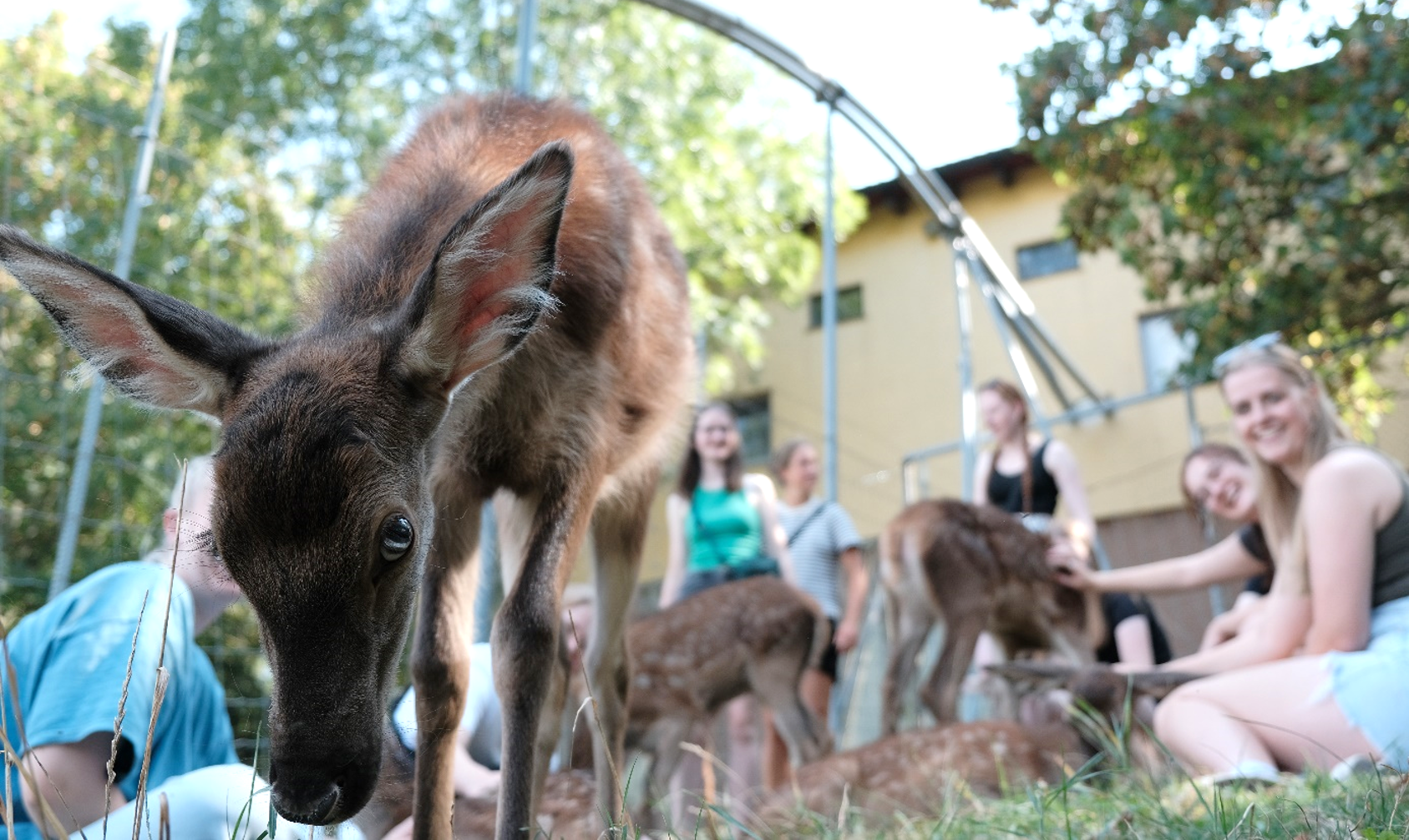 A red deer calf looks into the camera. Smiling students and other red deer calves can be seen in the background.