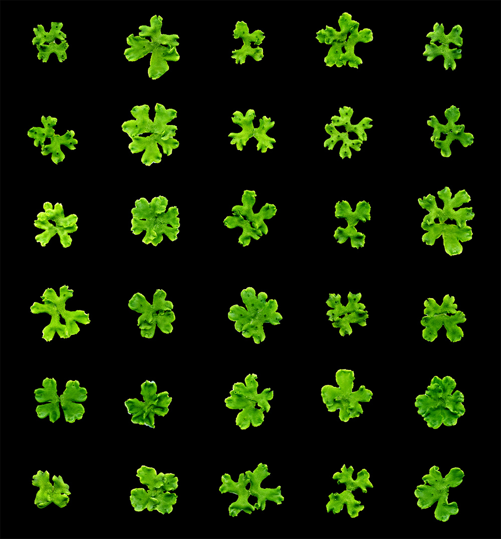 Thirty green moss plants with different shapes against a black background.