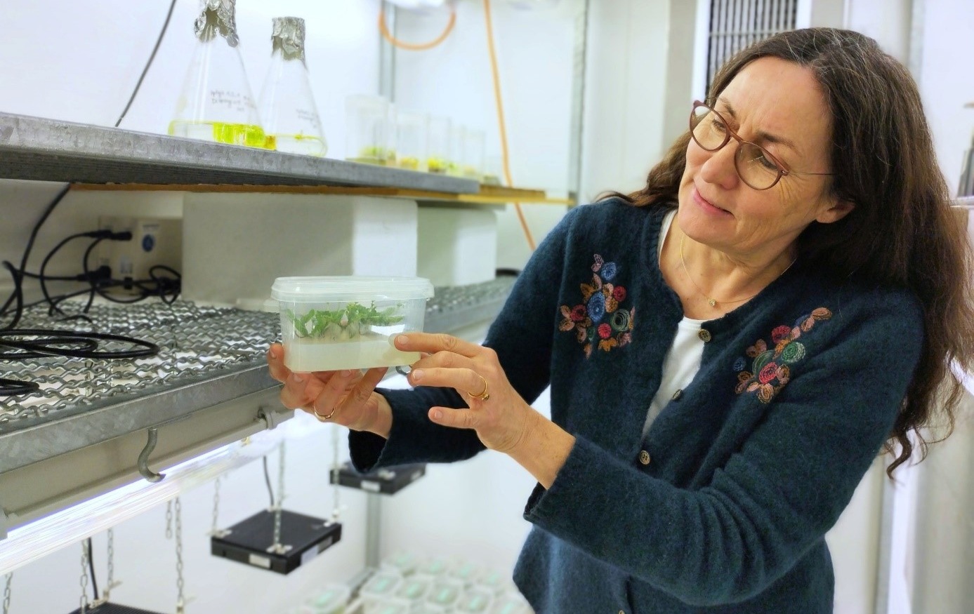 Sabine Zachgo steht im Labor und hält eine Plastikschale, in der grüne Pflanzen zu erkennen sind.